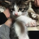 子猫里親さん募集中です！