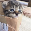 猫ボランティアさん募集します