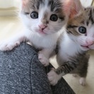 猫ボランティアさん募集します - ボランティア