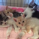 猫ボランティアさん募集します − 東京都