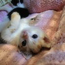 猫ボランティアさん募集します - メンバー募集