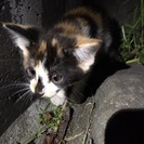 緊急です！お願いします！