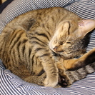 一人暮らし・ご高齢・万が一に備えて猫飼育の輪