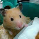 キンクマハムスター
