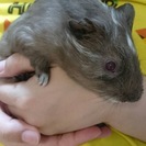 1歳のモルちゃん♂の里親様募集です！