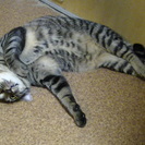 キジ猫 H25.8生まれ