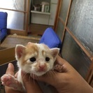 子猫もらってくださいm(__)m