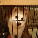里親を募集していましたが
