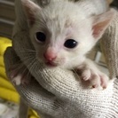 捨て猫3匹を保護しています