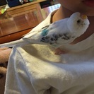 セキセイインコを探しています