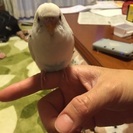 セキセイインコを探しています - 手伝って/助けて