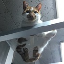 猫カフェオープン