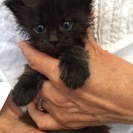 ムクムク長毛の黒猫くん♪
