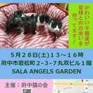 深～いグレーの毛並みがキレイな男の子♪ - 猫