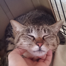 キジトラ♀美人　1才くらい − 千葉県