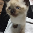 里親さん決定しました