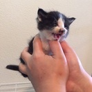 みんな決まりました。チビ猫ちゃん - 春日井市