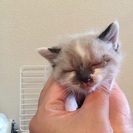 みんな決まりました。チビ猫ちゃん − 愛知県