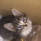 一ヶ月半くらいの子猫(受付終了します)