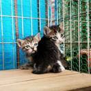 愛媛の方、子猫ちゃんを助けてあげてください。