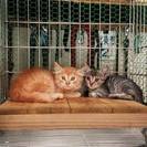 愛媛の方、子猫ちゃんを助けてあげてください。 - 松山市
