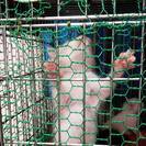 愛媛の方、子猫ちゃんを助けてあげてください。 − 愛媛県