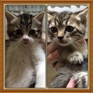 生後1ケ月半 子猫