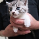 グレー、とらねこちゃん