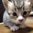 仔猫の里親になってください - 東広島市