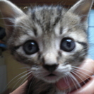 子猫生後１か月、4匹里親募集