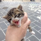 子猫差し上げます