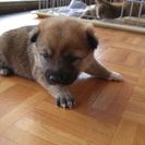 子犬差し上げます(^_^)v