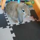 うさぎもらってください。