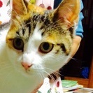 子猫 里親募集 − 長野県