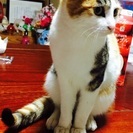 子猫 里親募集 - 上田市