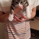 生後二ヶ月目の子猫の里親募集！