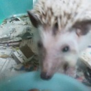 ピグミーハリネズミ♂ - 長浜市