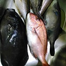 釣り仲間募集！