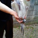 釣り仲間募集！ - その他
