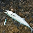 釣り仲間募集！ − 愛知県