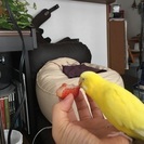 セキセイインコを探しています