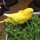 セキセイインコを探しています - 世田谷区