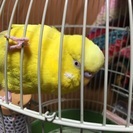 セキセイインコを探しています - その他