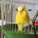 セキセイインコを探しています − 東京都
