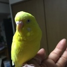 セキセイインコを探しています - 助け合い