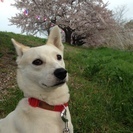 犬同士のコミュニケーション上達への道！