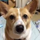 急募！25日までに…