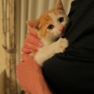 大人しい茶白くん - 猫