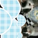 生後１ヶ月と１ヶ月経たない可愛い子猫(ˊ˘ˋ*)