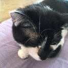 飼ってくれる方募集します